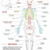 * Maps & Globes | Education Charts Human Skeleton