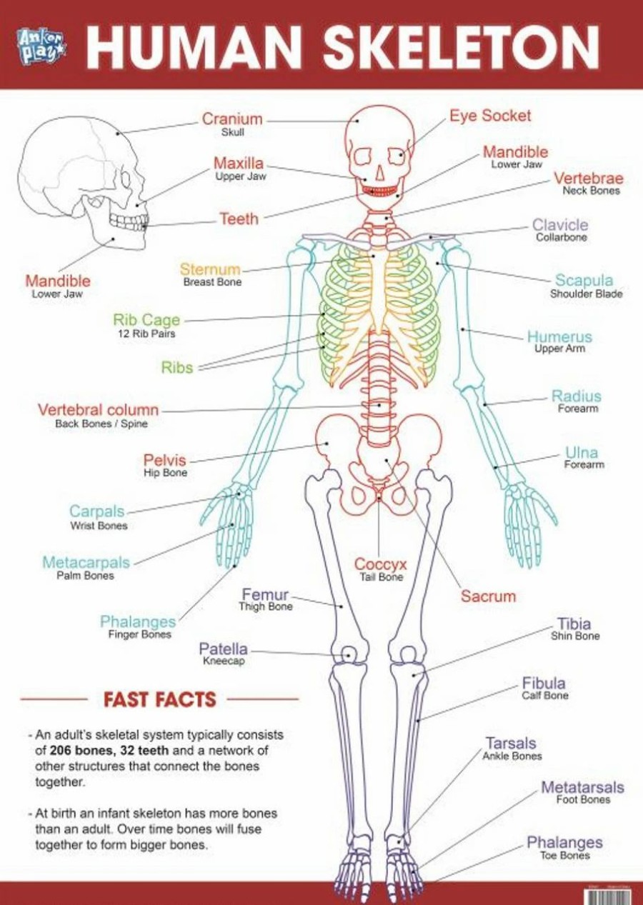 * Maps & Globes | Education Charts Human Skeleton