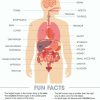 * Maps & Globes | Educhart Human Anatomy